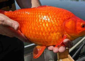 Goldfish ka Scientific Naam Kya hai