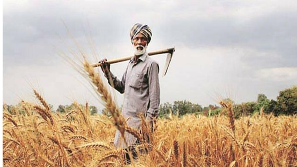 punjab farmers