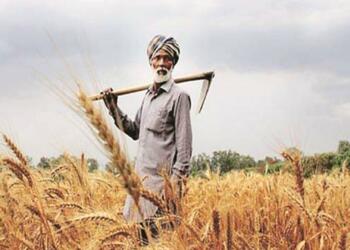 punjab farmers