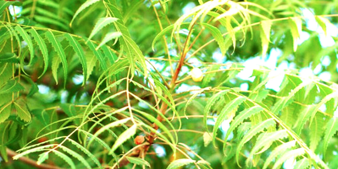 वाह, नीम कोविड का इलाज कर सकता है? हम भारतीय कितने हैरान हैं!