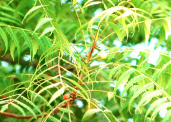 वाह, नीम कोविड का इलाज कर सकता है? हम भारतीय कितने हैरान हैं!