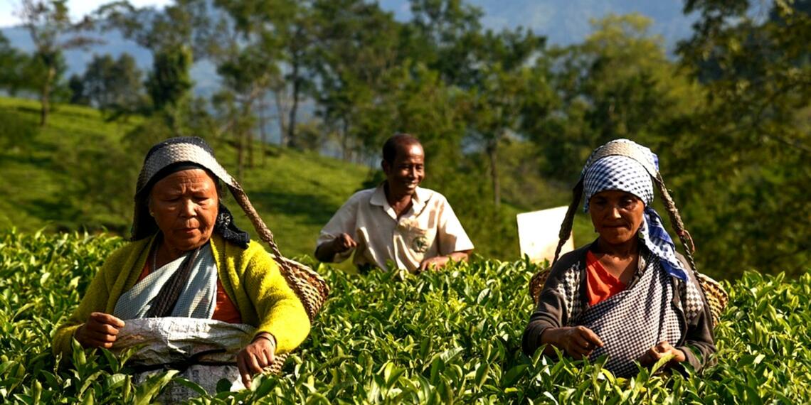 जिस पूर्वोत्तर को हीन दृष्टि से देखती थी पूर्ववर्ती सरकारें, PM मोदी ने उसे मुख्यधारा में ला दिया