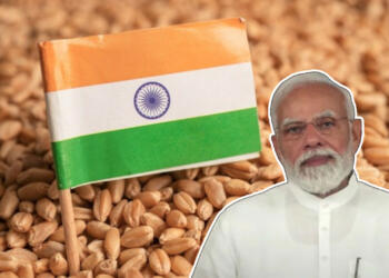 गेहूं भारत
