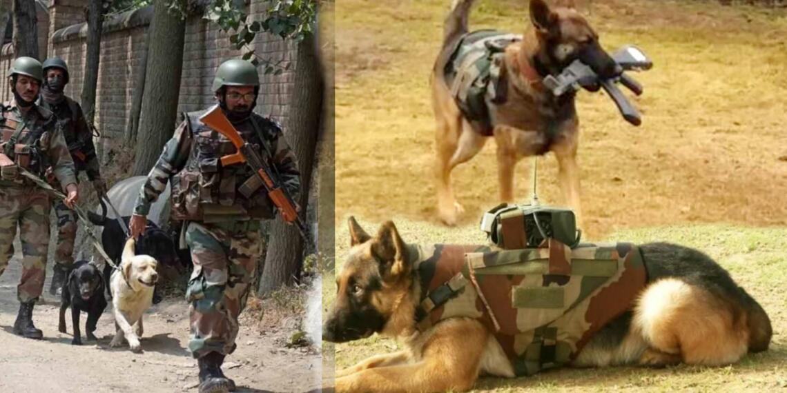 Dogs