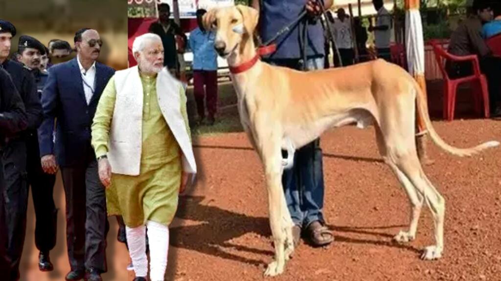 Mudhol hound