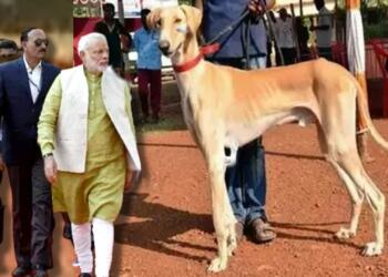 Mudhol hound