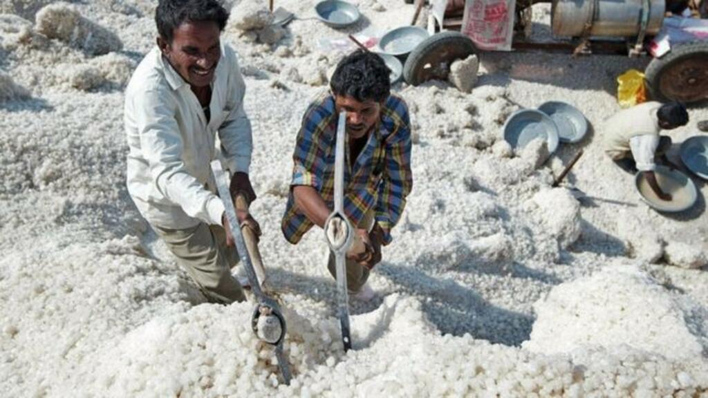 salt farming