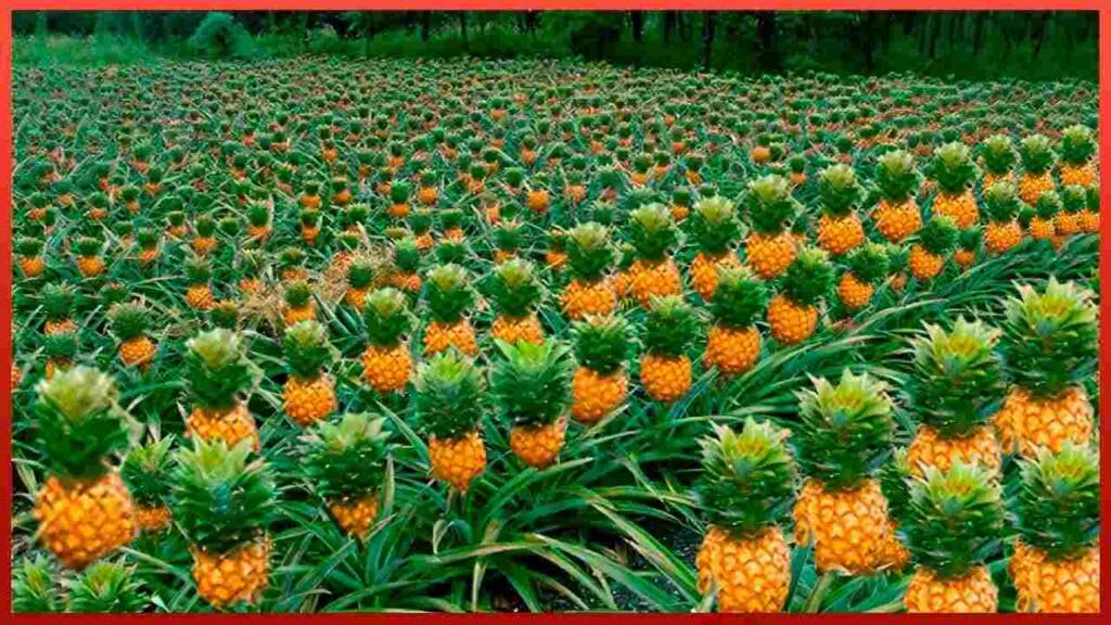 Pineapple farming