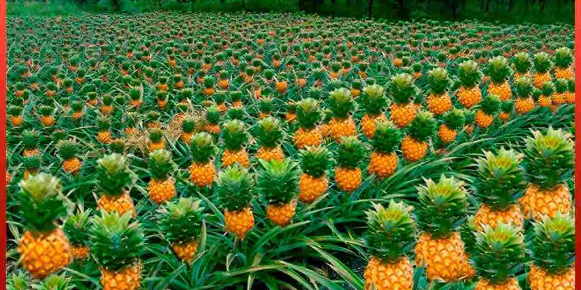 Pineapple farming