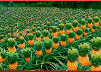 Pineapple farming