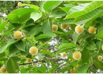 कदंब का पेड़ फूल