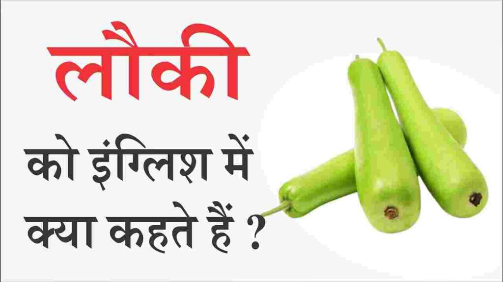 लौकी को इंग्लिश में क्या कहते हैं