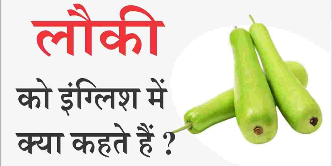 लौकी को इंग्लिश में क्या कहते हैं