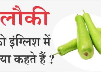 लौकी को इंग्लिश में क्या कहते हैं