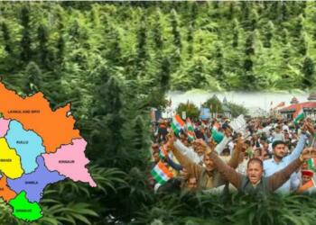 भांग की खेती