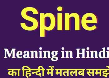 Spine meaning in hindi