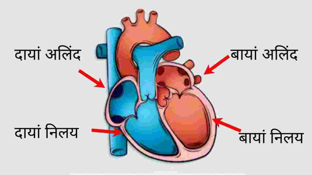 Heart in hindi