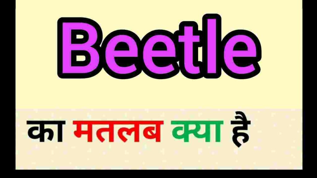 beetle meaning in hindi