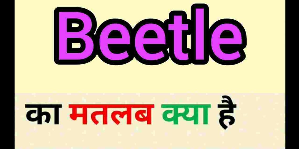 beetle meaning in hindi