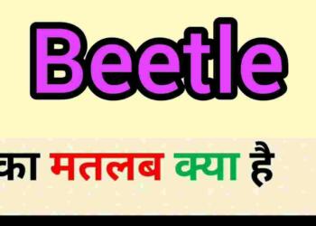 beetle meaning in hindi