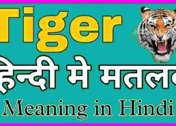 Tiger meaning in hindi