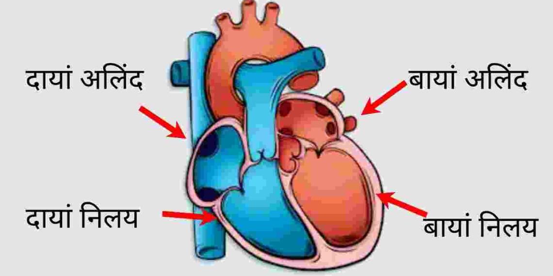 Heart in hindi
