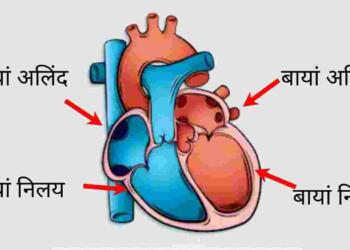 Heart in hindi