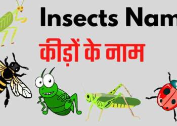 Insects meaning in hindi