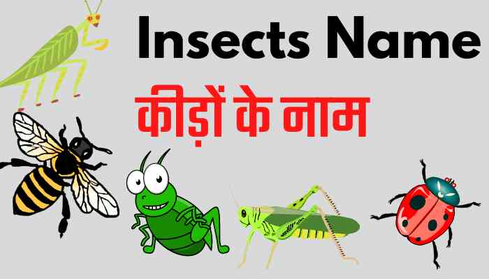 Insects meaning in hindi