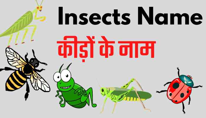 Insects meaning in hindi : Synonym and 7 Examples - tfipost.in