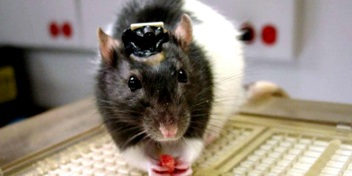 Cyborg Rat