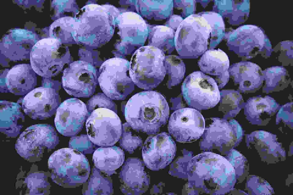 Blueberry in Hindi