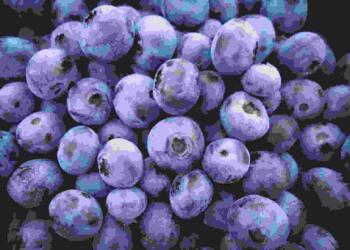 Blueberry in Hindi
