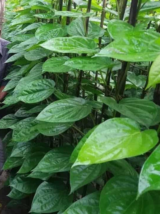 9 Health Benefits of Betel / Paan leaves according to Ayurveda tfipost.in