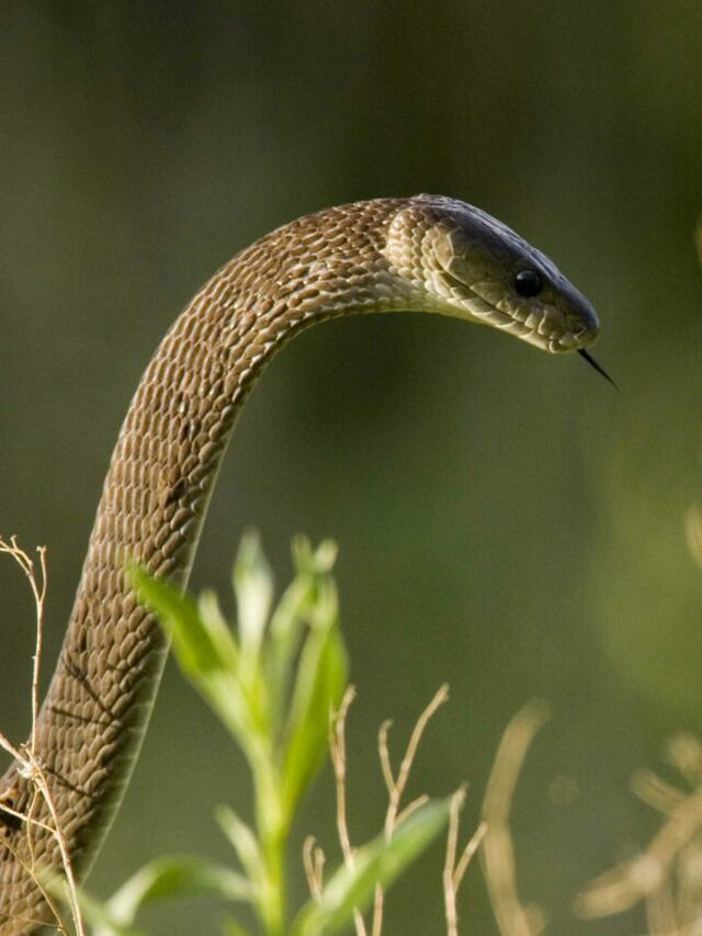 List of the Top 10 Most Deadliest Snakes In The World - tfipost.in