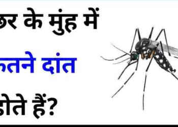 Machhar ke kitne dant hote hain