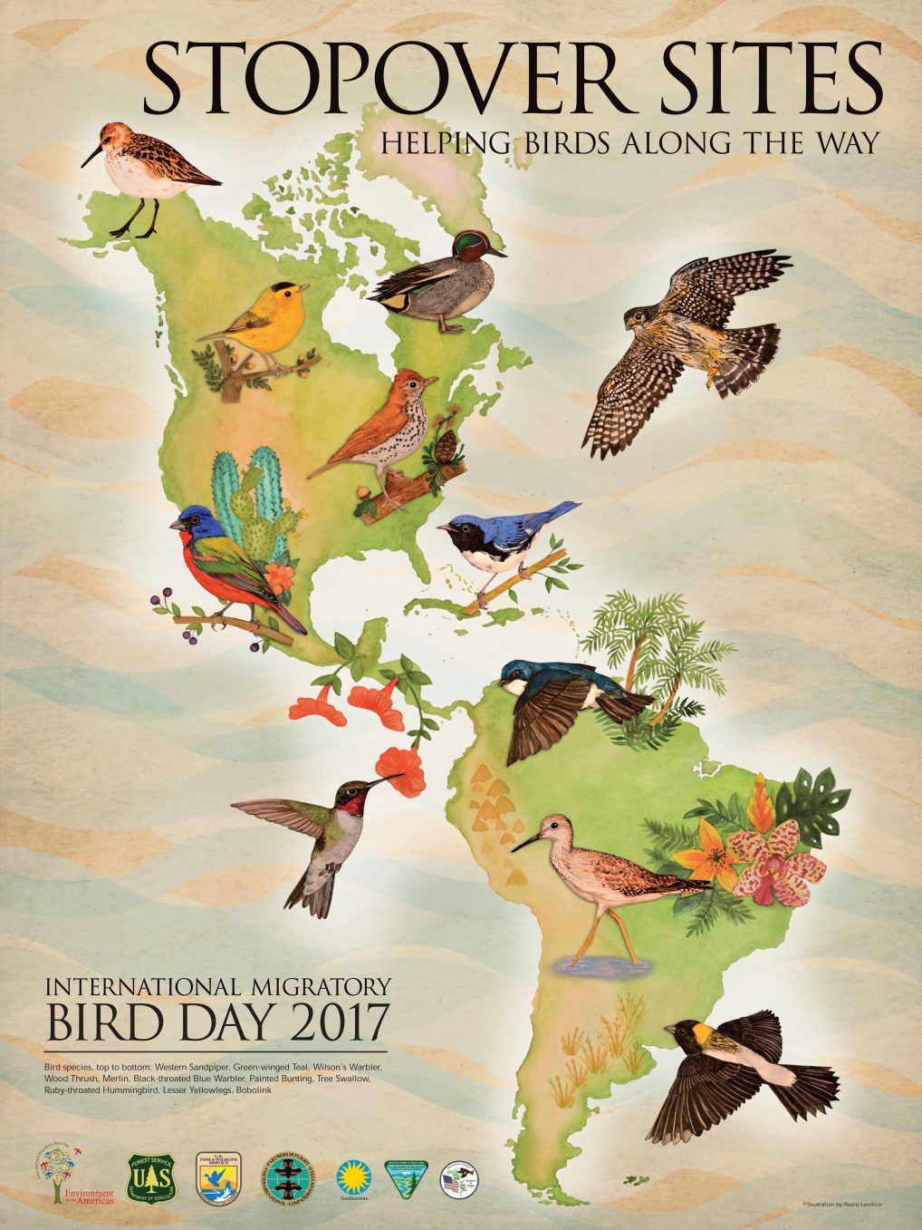 birds migration