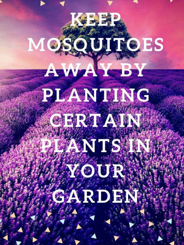 Awesome 9 Plants That Keep Mosquitoes Away From Your Home