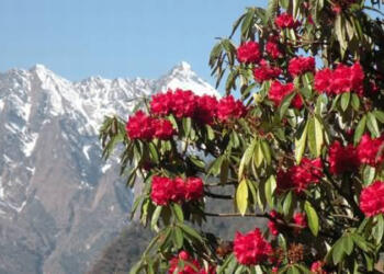 औषधीय पौधे, औषधीय पादपों, विश्व स्वास्थ्य संगठन, भारत, स्वास्थ्य, भारत सरकार, उत्तराखंड सरकार