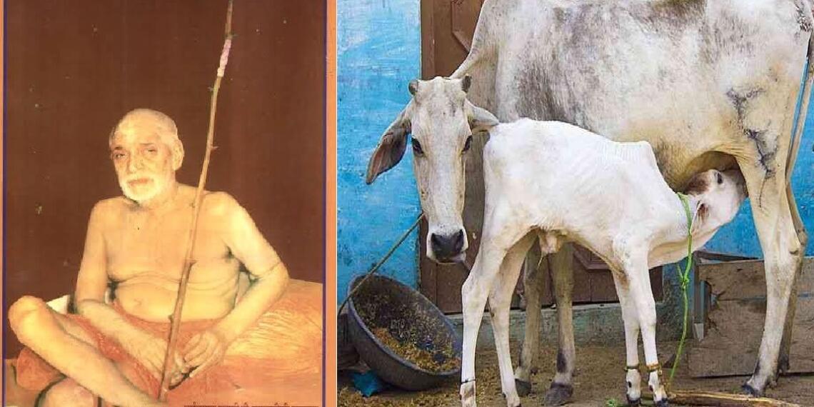 गाय राज्यमाता: साधुओं की लाशें… करपात्री महाराज का इंदिरा को वो शाप, जो 18 साल बाद हुआ सच