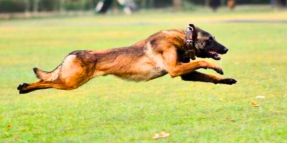 आतंकी हमले में बलिदान हुआ ‘फैंटम’, सेना की मदद करते समय लगी गोली, जानिए कैसे होती है डॉग्स की ट्रेनिंग