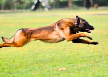 आतंकी हमले में बलिदान हुआ ‘फैंटम’, सेना की मदद करते समय लगी गोली, जानिए कैसे होती है डॉग्स की ट्रेनिंग