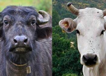 गोवंश भैंस खान गिरफ्तार