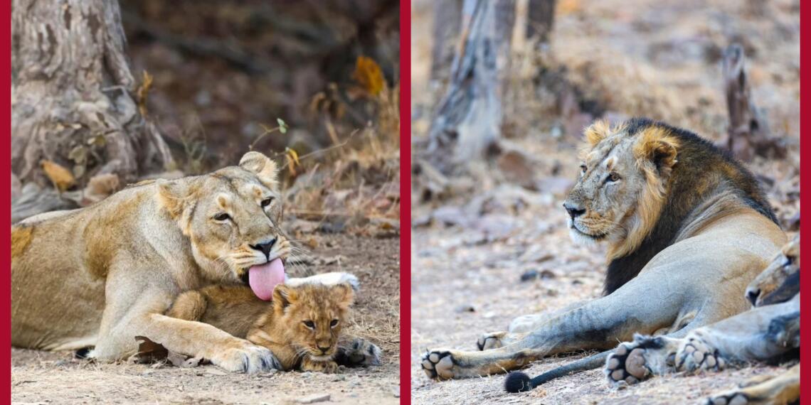 गिर नेशनल पार्क में शेरों की संख्या में 29% इजाफा