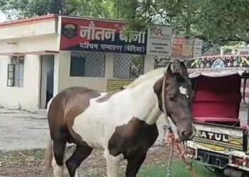 पुलिस घोड़े को बना लाई मुलज़िम