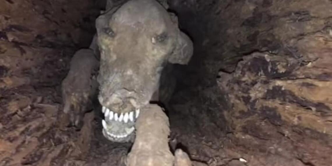 रहस्मयी जानवर की प्रतीकत्मक पिक्चर