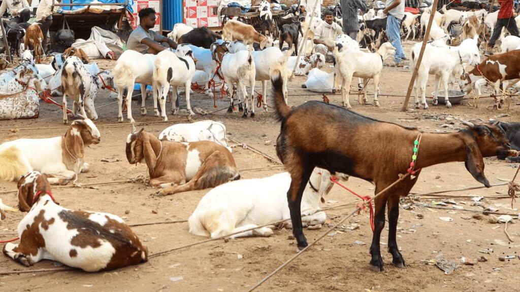 कोलकाता में बकरीद के बाद सड़कों पर दिखी गंदगी से कई सवाल खड़े हुए हैं