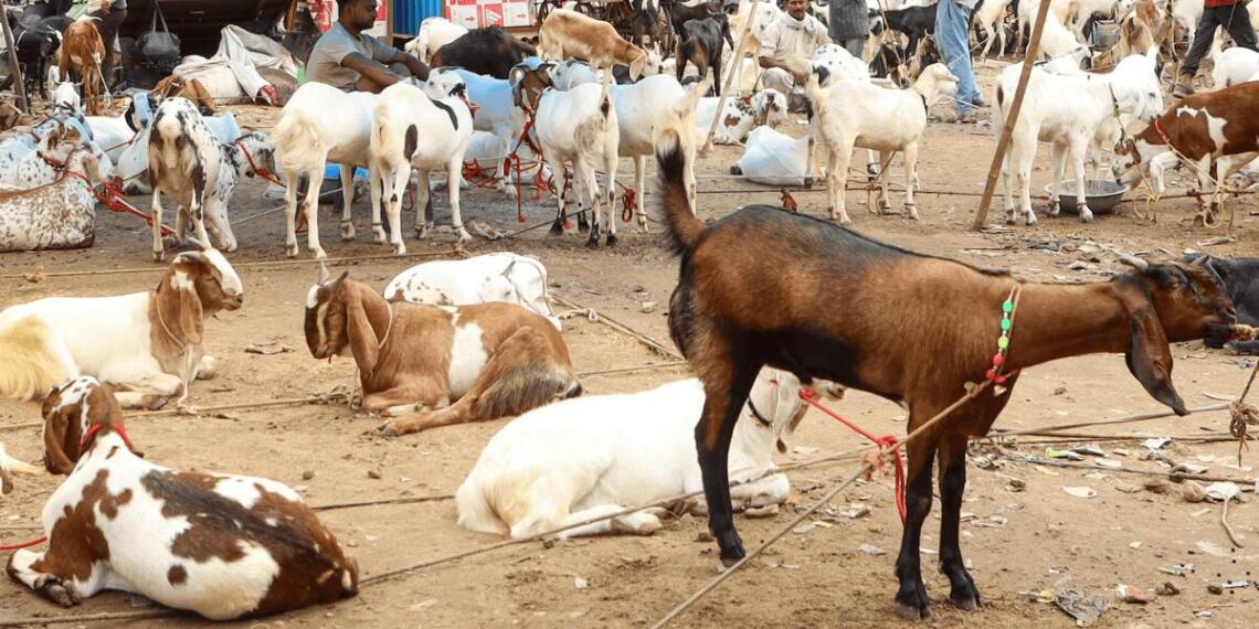 कोलकाता में बकरीद के बाद सड़कों पर दिखी गंदगी से कई सवाल खड़े हुए हैं