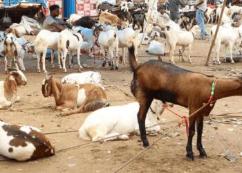 कोलकाता में बकरीद के बाद सड़कों पर दिखी गंदगी से कई सवाल खड़े हुए हैं