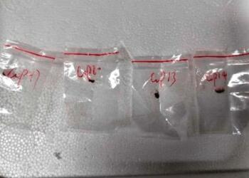 Agroterrorism: नया आतंकवाद फैलाने की तैयारी में चीन!; अमेरिका में ‘खतरनाक फफूंद’ के साथ गिरफ्तार चीनी रिसर्चर